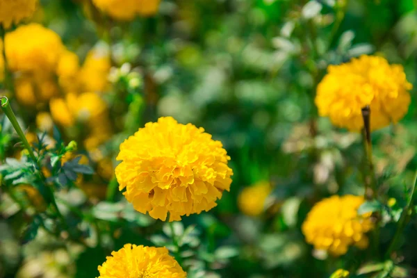 Marigold in the garden Thailand — Stock Photo, Image