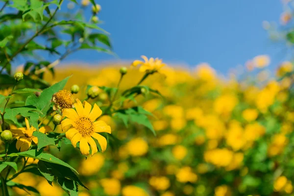 Mexikanische Sonnenblume Unkraut und blauer Himmel Hintergrund. — Stockfoto