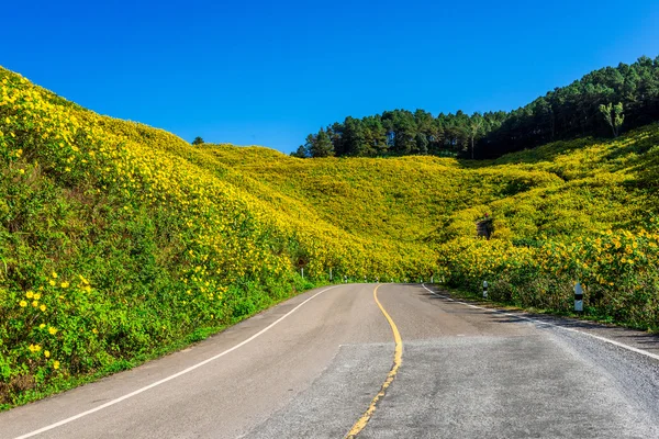 Valle messicana dell'erba di girasole nella provincia di Maehongson, Thailandia . — Foto Stock