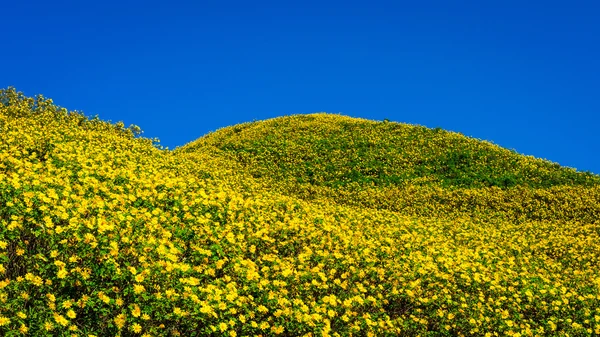 Meksika ayçiçeği ot Vadisi Maehongson il, Tayland. — Stok fotoğraf