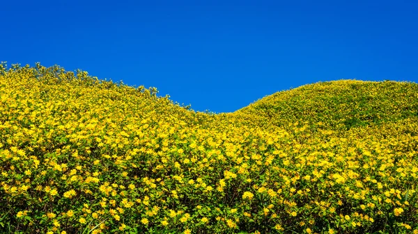 Meksika ayçiçeği ot Vadisi Maehongson il, Tayland. — Stok fotoğraf