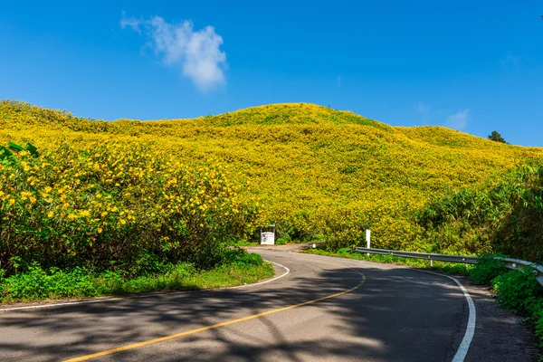 Valle messicana dell'erba di girasole nella provincia di Maehongson, Thailandia . — Foto Stock