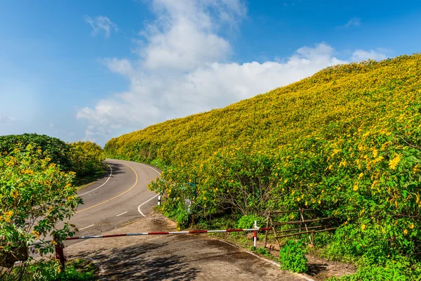 Valle messicana dell'erba di girasole nella provincia di Maehongson, Thailandia . — Foto Stock