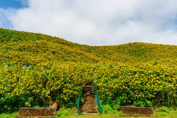 Mexikanische Sonnenblumenkraut Tal in Mahongson Provinz, Thailand. — Stockfoto
