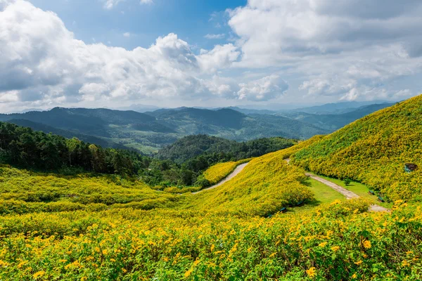 Mexican sunflower weed valley in Maehongson Province, Thailand. — Stock Photo, Image