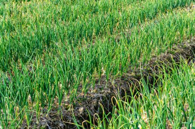 Bahçede taze soğan yetişiyor.