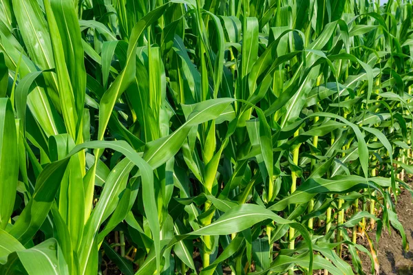 Closeup of a field of corn — Stock Photo, Image