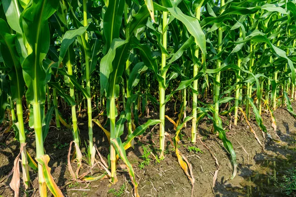 Closeup of a field of corn — Stock Photo, Image