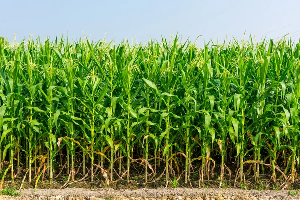 Closeup of a field of corn — Stock Photo, Image