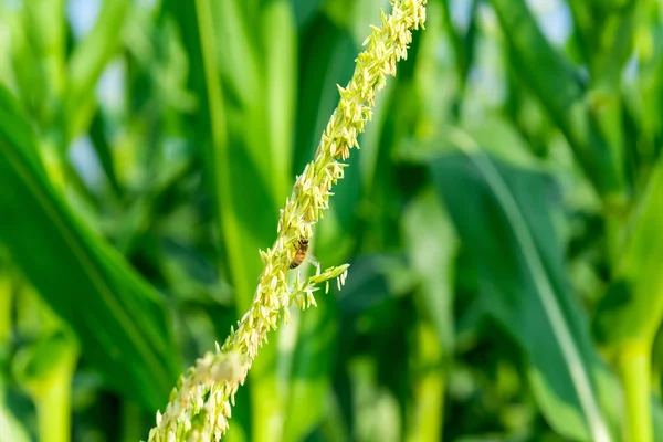 Closeup of Corn flower. — Stock Photo, Image