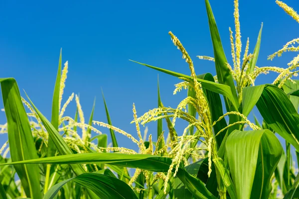 Closeup of Corn flower. — Stock Photo, Image