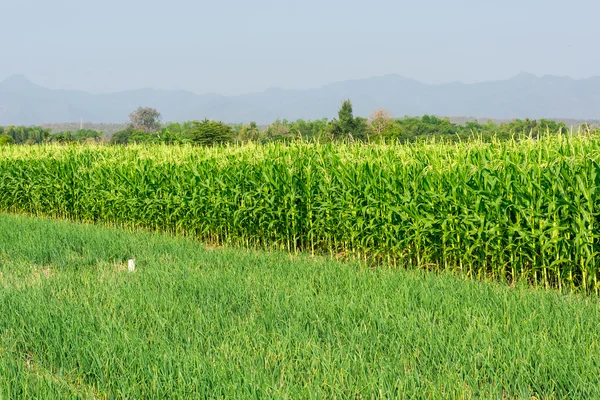 Closeup of a field of corn — Stock Photo, Image