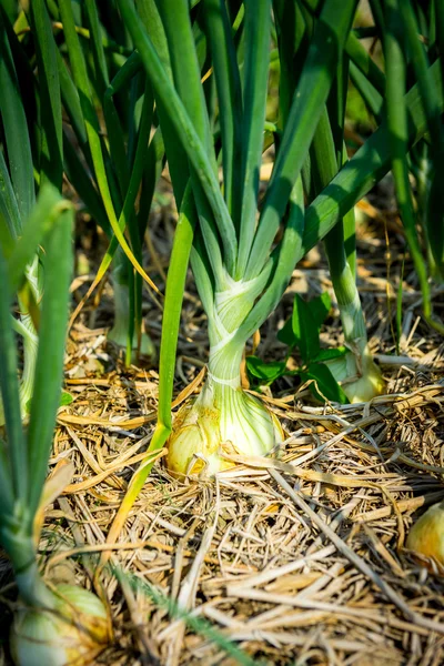 Cebollas verdes creciendo en el jardín —  Fotos de Stock