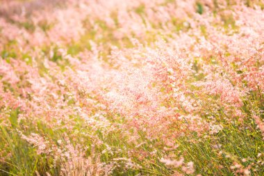 akşam yumuşak çimen çiçek