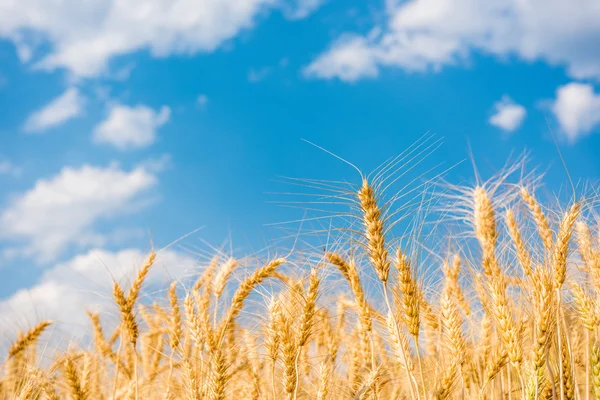 Campos de cevada e céu azul — Fotografia de Stock