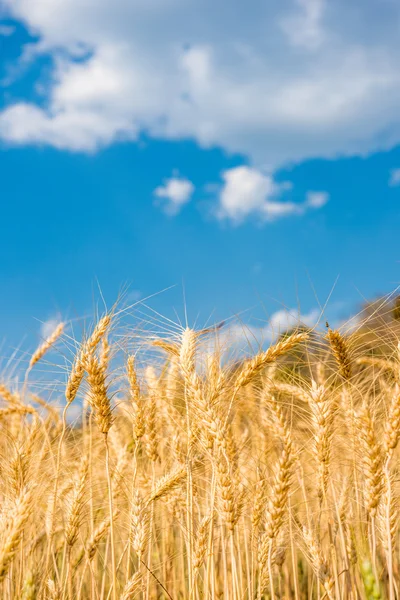 Campi d'orzo e cielo blu — Foto Stock