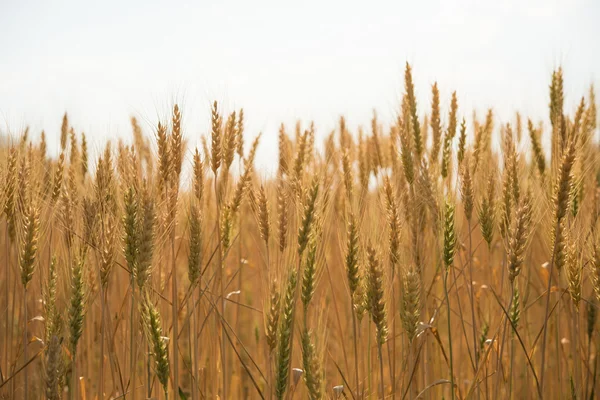 Campi d'orzo — Foto Stock