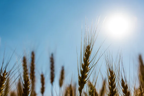 Campos de cevada e céu azul — Fotografia de Stock