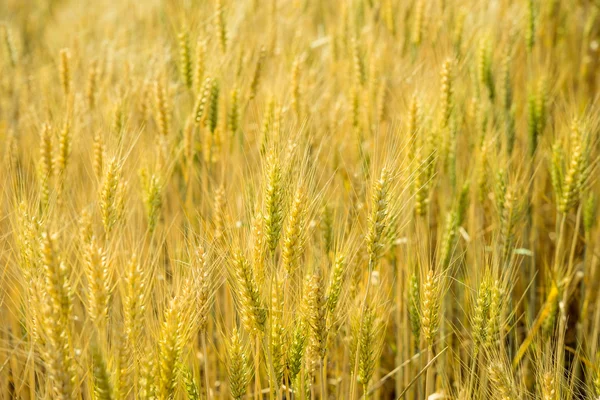 Campi d'orzo — Foto Stock