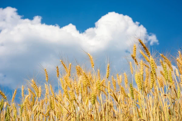 Korn fält och blå himmel — Stockfoto