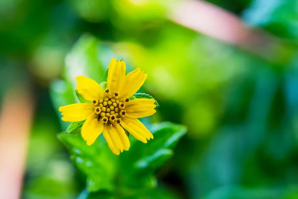 Schöne gelbe Blume — Stockfoto