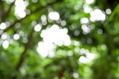 Ağaçtan yeşil bokeh