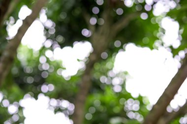 Ağaçtan yeşil bokeh