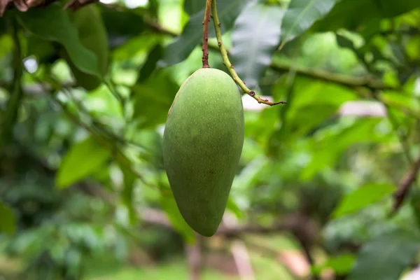 Groene jonge vers mango vruchten opknoping een de boom in organische ver — Stockfoto