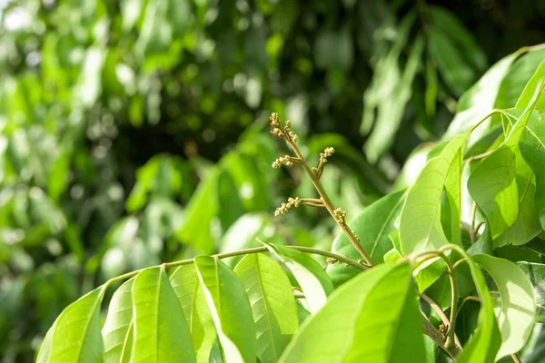 Longan flower Background with soft blue sky. — Stock Photo, Image