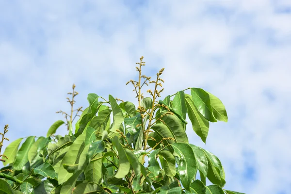 Longan flower Background with soft blue sky. — Stock Photo, Image