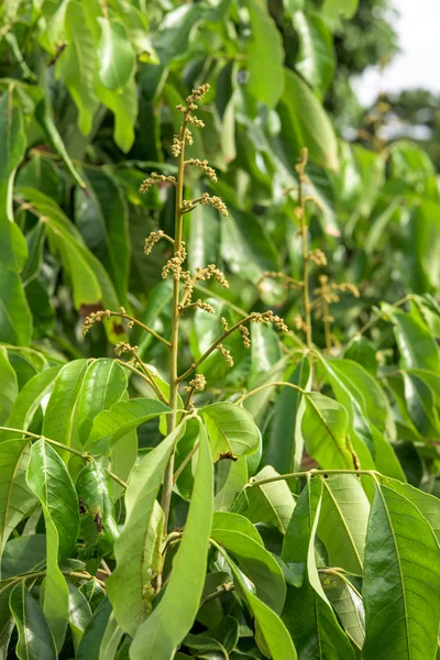 Flor Longan Fundo com céu azul suave . — Fotografia de Stock