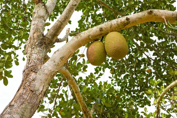 Jackfruit on tree — Stock Photo, Image