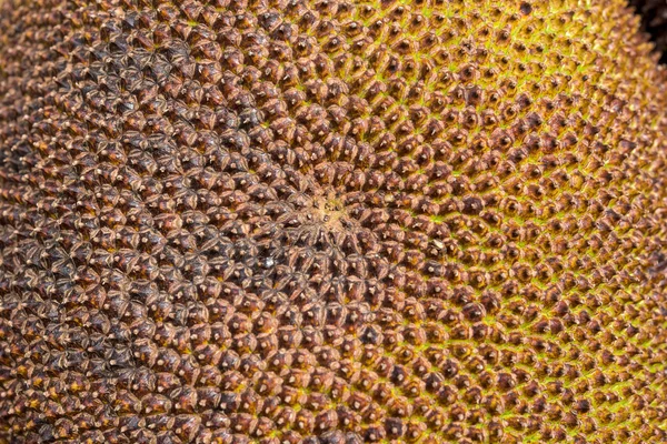 Skin of Jackfruit — Stock Photo, Image