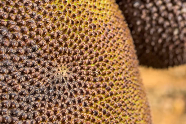 Skin of Jackfruit — Stock Photo, Image