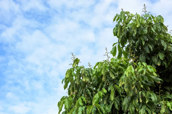 Longan flower Background with soft blue sky. — Stock Photo, Image