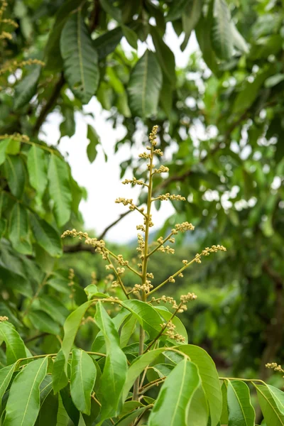 Longan flower Background with soft blue sky. — Stock Photo, Image