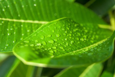 Plumeria yaprağına yağmur damlaları