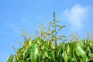 Yumuşak mavi gökyüzü ile Longan çiçek arka plan.