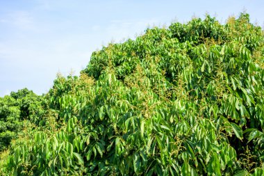 Yumuşak mavi gökyüzü ile Longan çiçek arka plan.