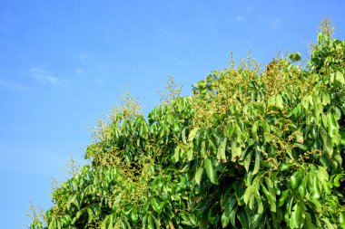 Yumuşak mavi gökyüzü ile Longan çiçek arka plan.