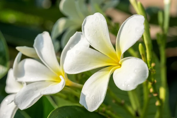 Krople deszczu na plumeria — Zdjęcie stockowe