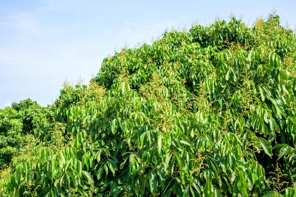 Yumuşak mavi gökyüzü ile Longan çiçek arka plan.