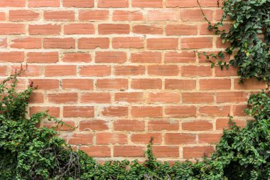 duvar arka plan bitki örtüsü ile