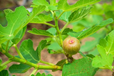 Yeşil yapraklı yeşil incir meyveleri.