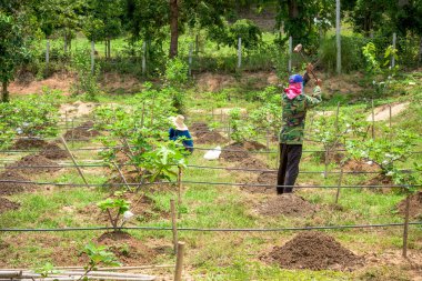 Yeşil yapraklı yeşil incir meyveleri.