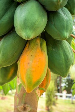 Meyveli taze papaya ağacı.