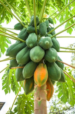 Meyveli taze papaya ağacı.