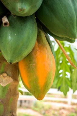 Meyveli taze papaya ağacı.
