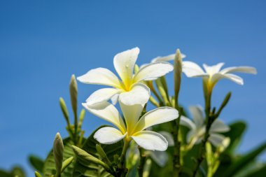 Plumeria mavi gökyüzü ile üzerinde yağmur damlaları