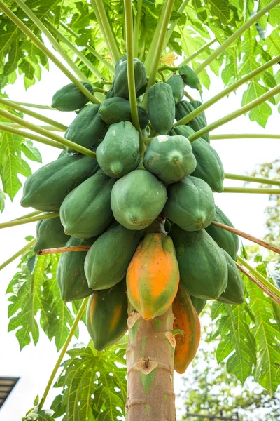 Verse papaja boom met bos van vruchten — Stockfoto